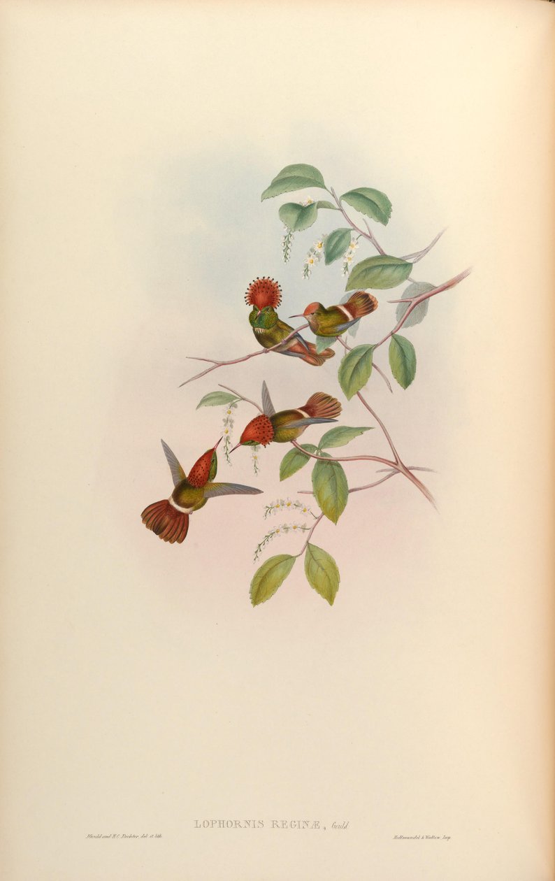 Lophornis reginae = Lophornis stictolophus - John Gould