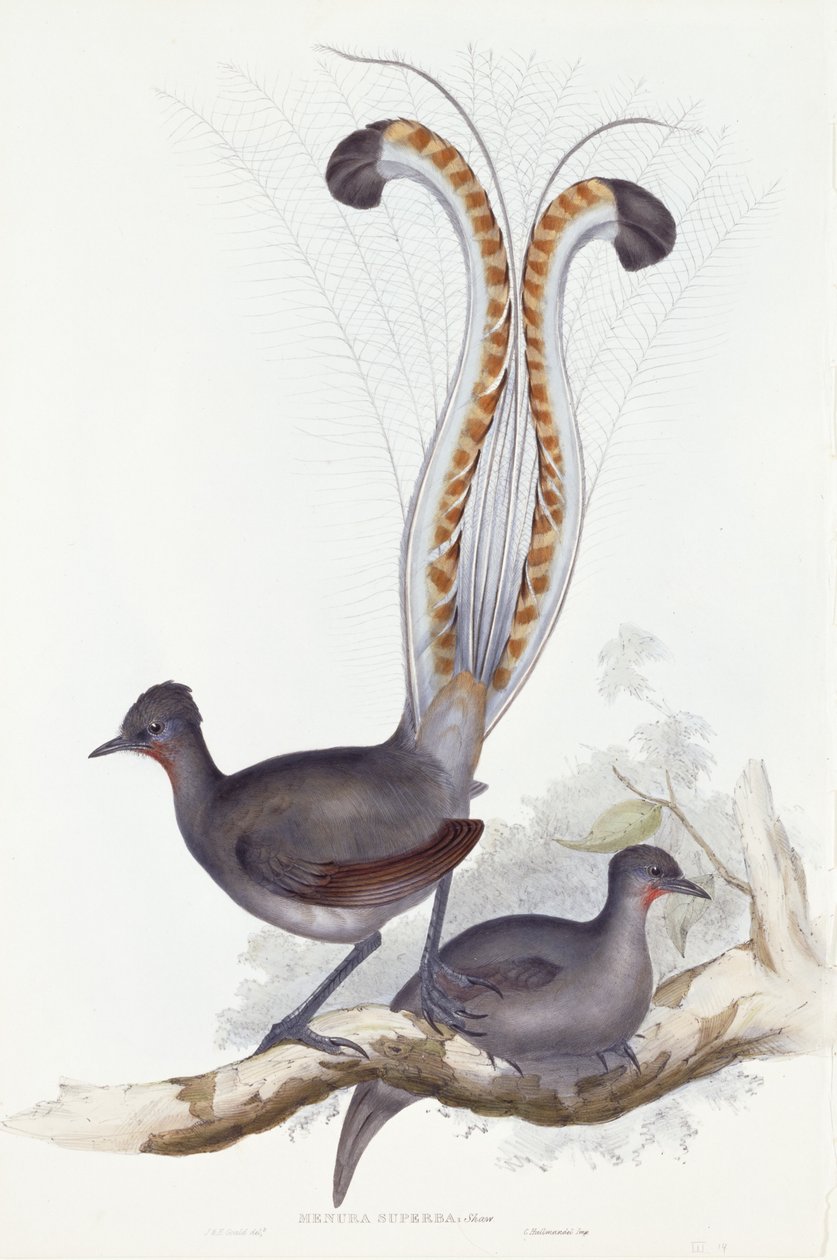 Menura Superba : Shaw. Pl. 14. Vol. III, 1837-1848 - John Gould