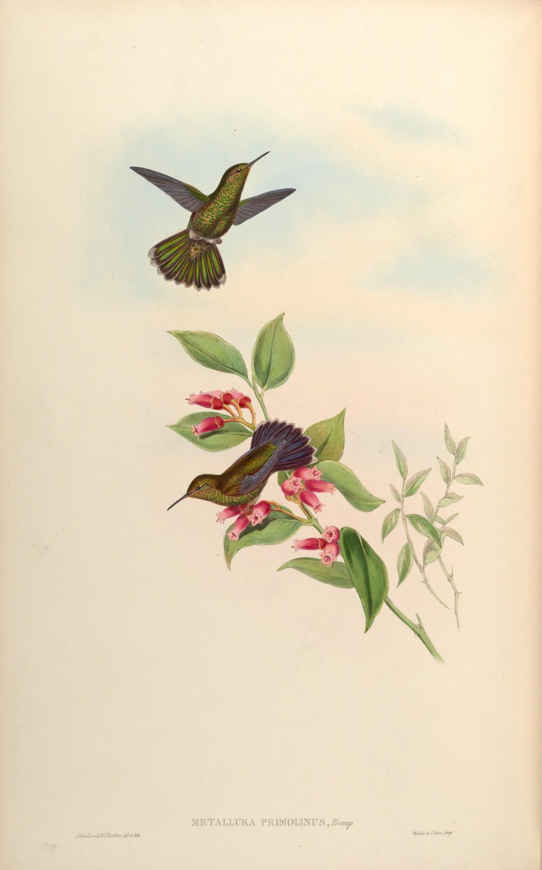 Metallura primolina = Metallura williami primolina - John Gould