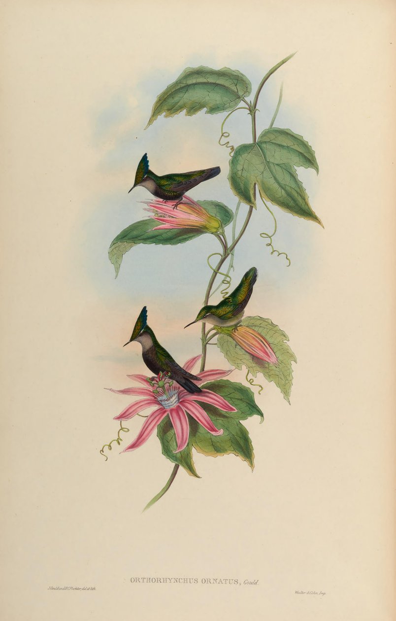 Orthorhynchus ornatus = Orthorhynchus cristatus ornatus - John Gould