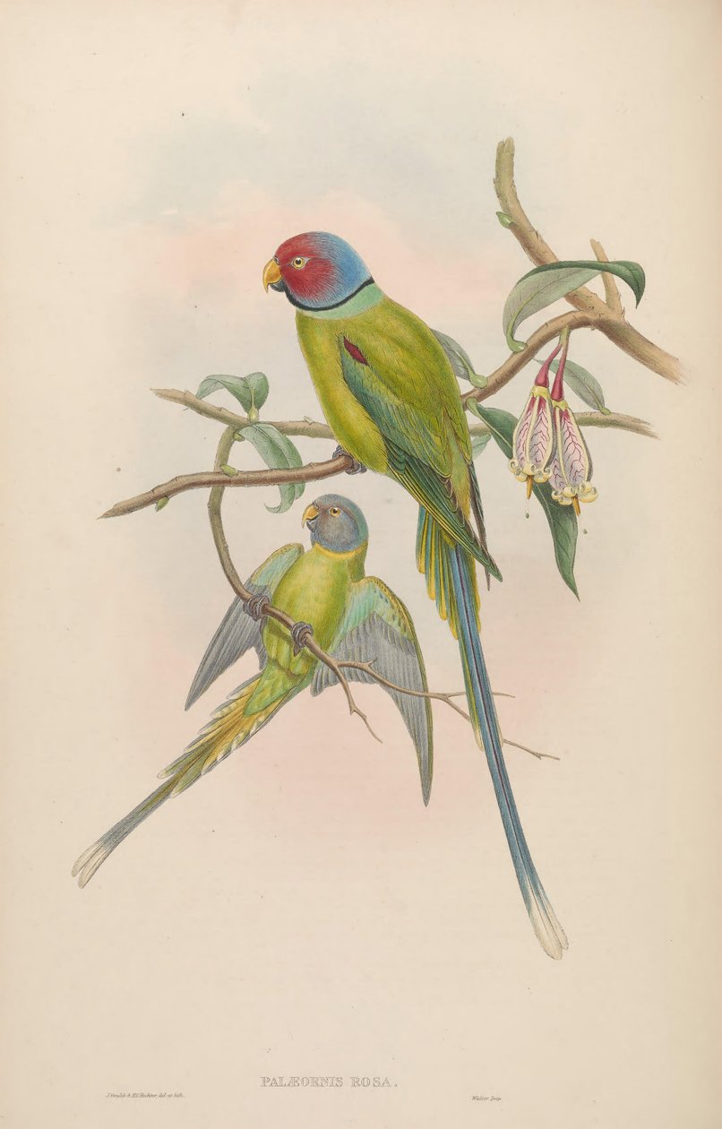 Palaeornis rosa = Psittacula roseata - John Gould