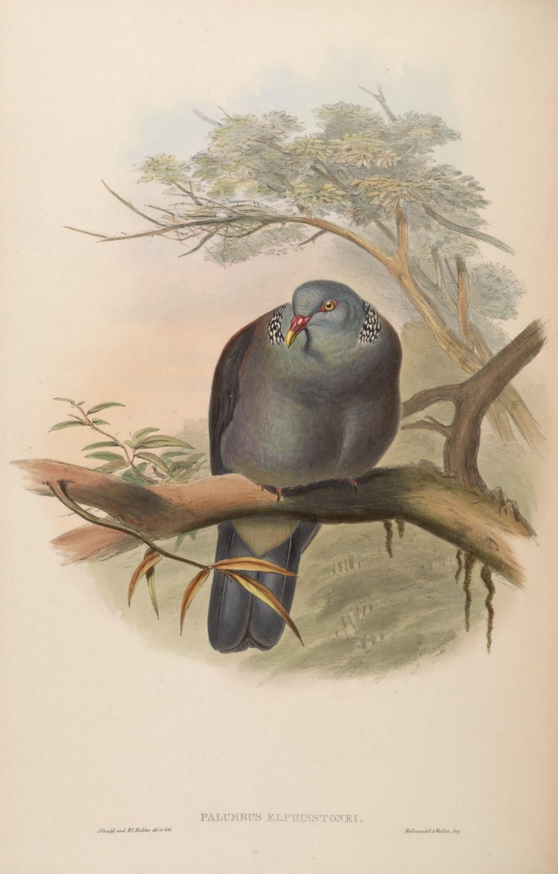 Palumbus elphinstonei = Columba elphinstonii - John Gould