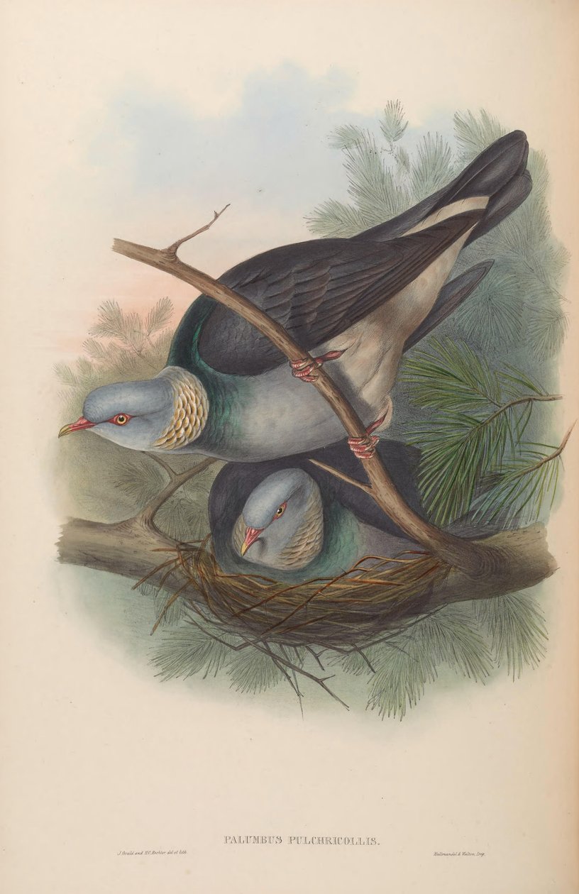 Palumbus pulchricollis = Columba pulchricollis - John Gould