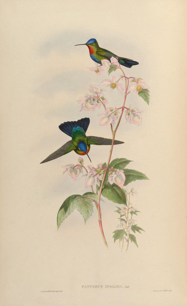 Panterpes insignis - John Gould