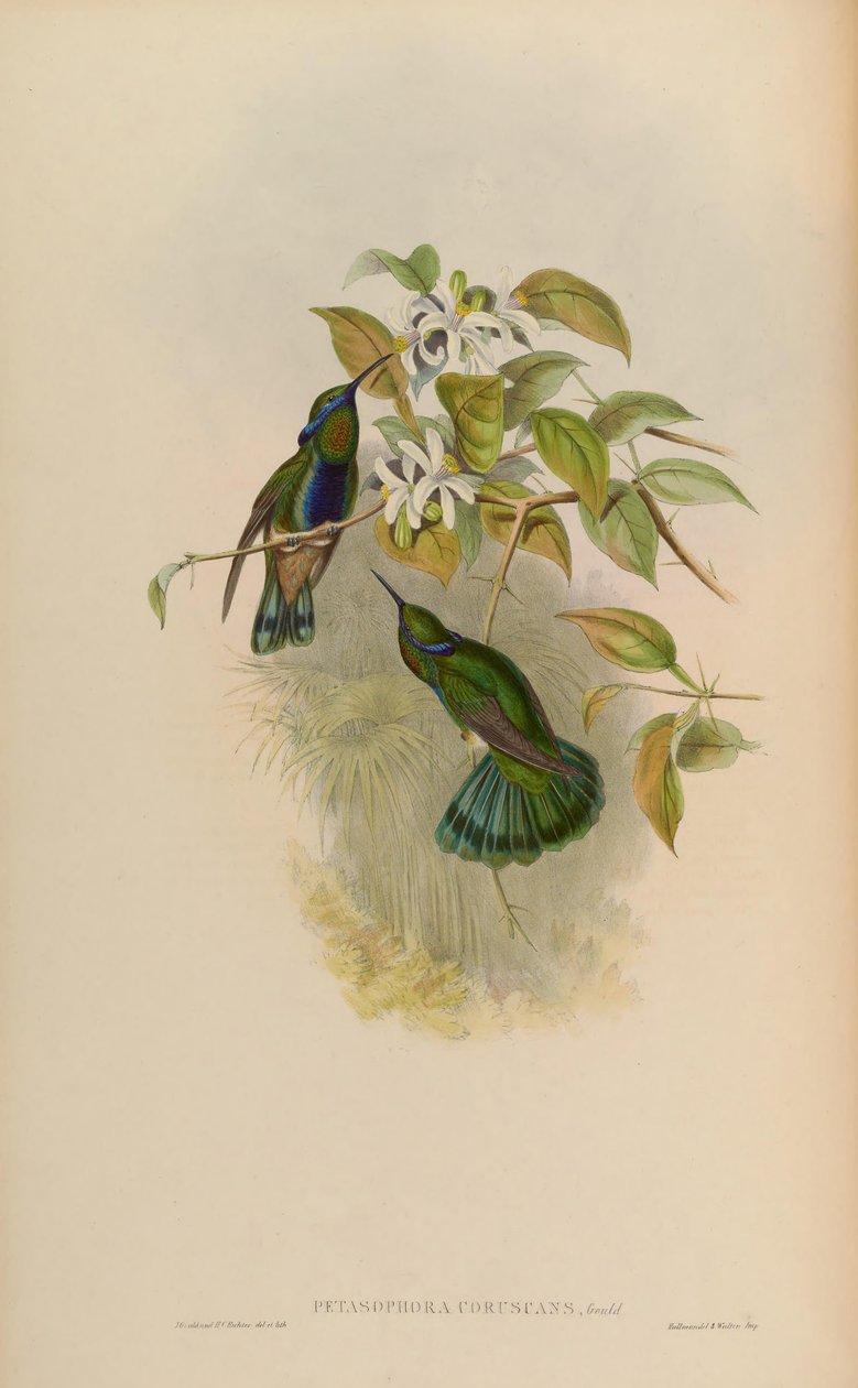 Petasophora coruscans = Colibri coruscans - John Gould