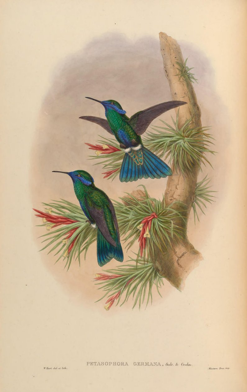 Petasophora germana = Colibri coruscans germanus - John Gould