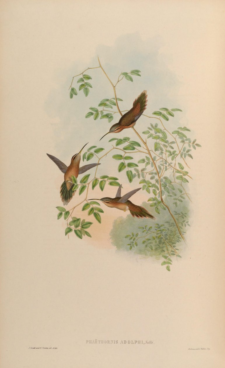 Phaethornis adolphi = Phaethornis striigularis saturatus - John Gould
