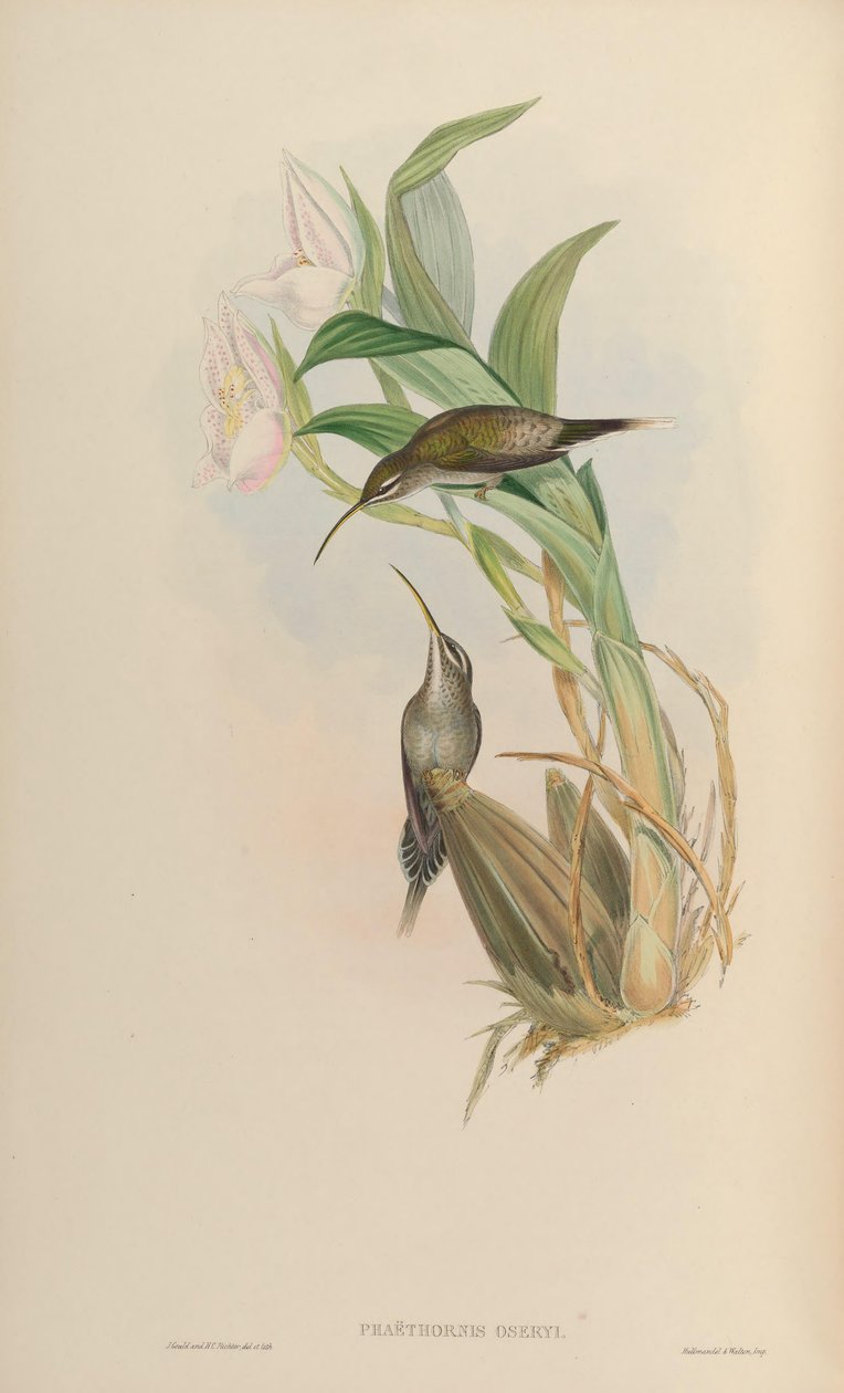 Phaethornis oseryi = Phaethornis hispidus - John Gould