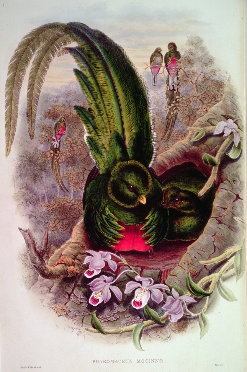 Pharomachrus Mocinno, gravé par T. Walter - John Gould