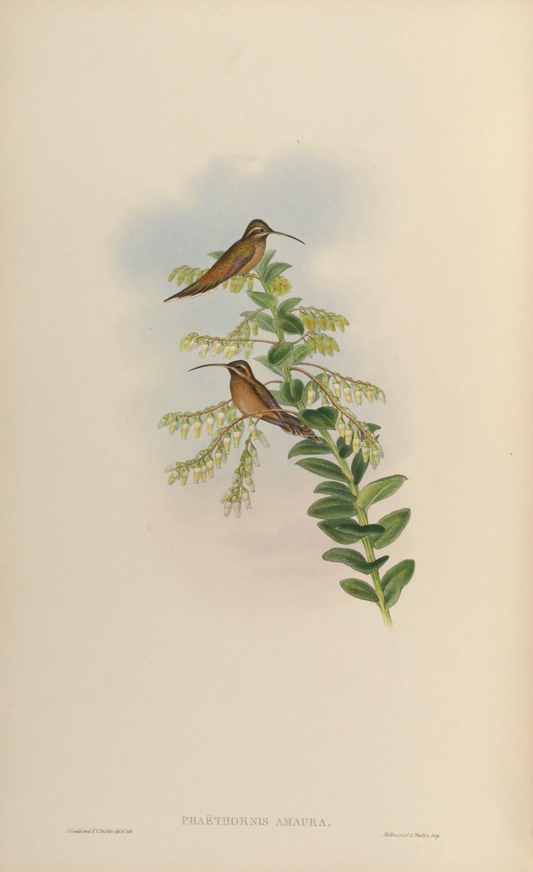 Phaëthornis amaura = Phaethornis striigularis striigularis - John Gould