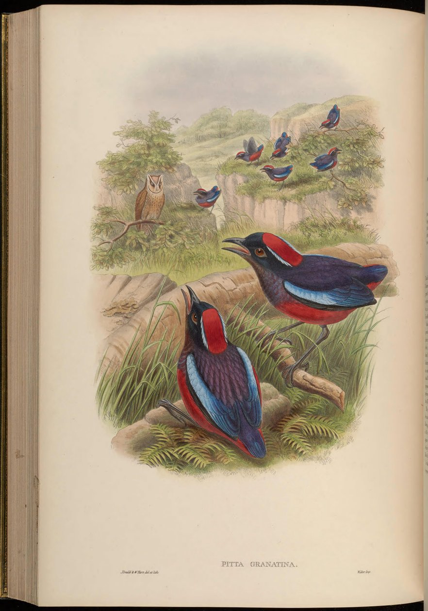 Pitta granatina = Erythropitta granatina granatina - John Gould