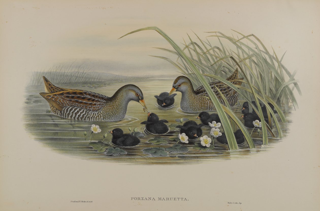 Porzana Maruetta - Marouette ponctuée - John Gould