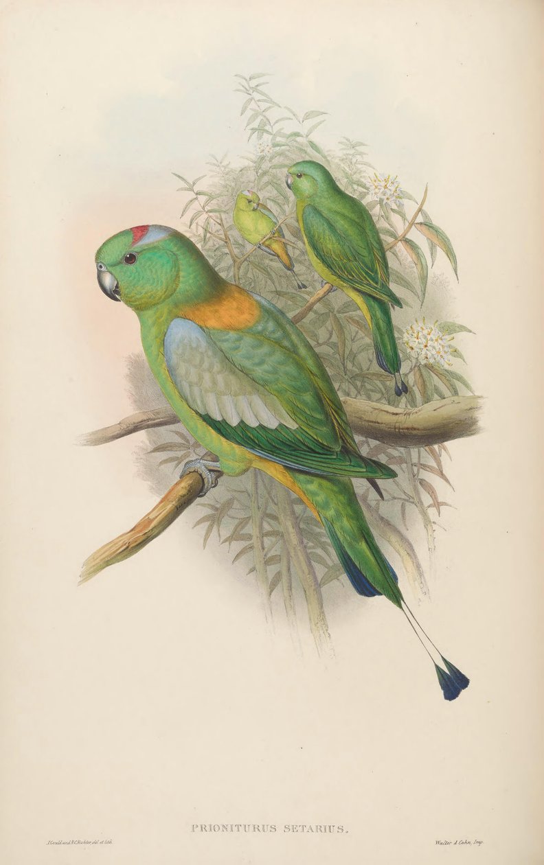 Prioniturus setarius = Prioniturus platurus - John Gould