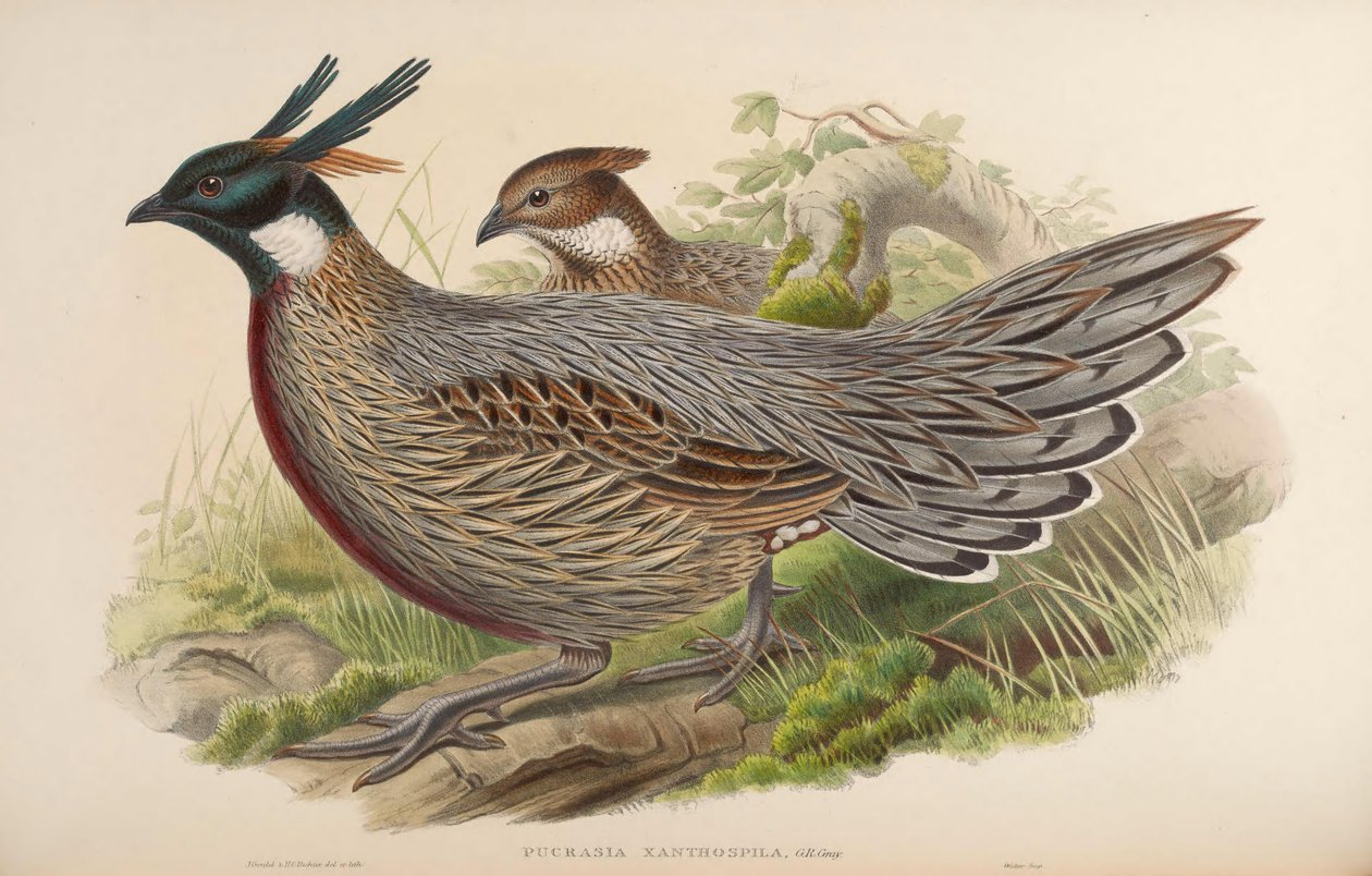 Pucrasia xanthospila = Pucrasia macrolopha xanthospila - John Gould