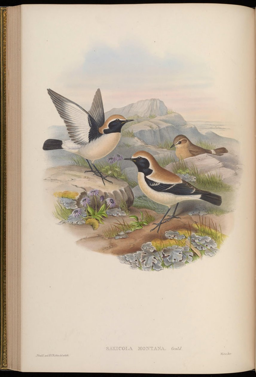 Saxicola montana = Oenanthe deserti - John Gould