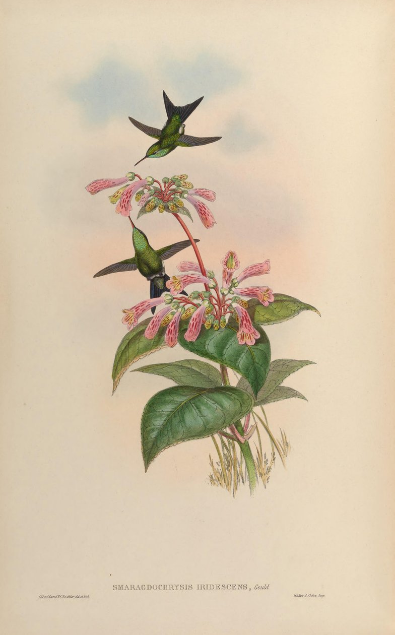 Smaragdochrysis iridescens = Chlorostilbon aureoventris X Calliphlox amethystina - John Gould