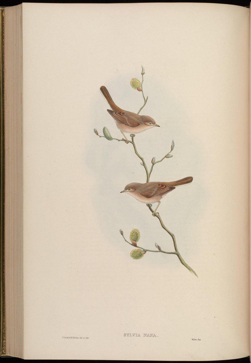 Sylvia nana - John Gould