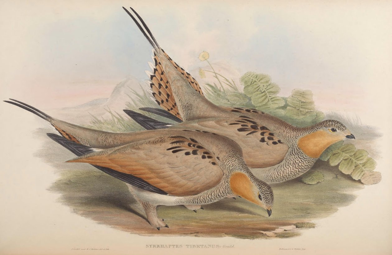 Syrrhaptes tibetanus - John Gould