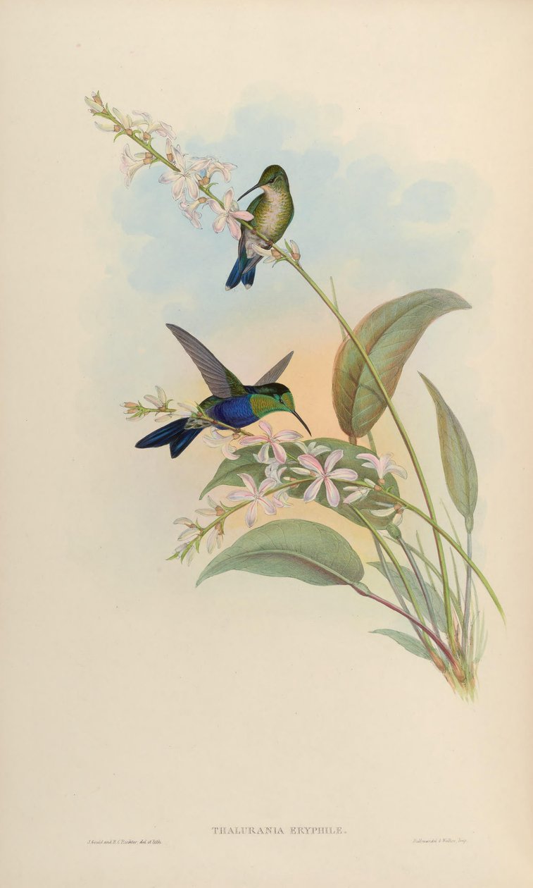 Thalurania eryphile = Thalurania furcata eriphile - John Gould