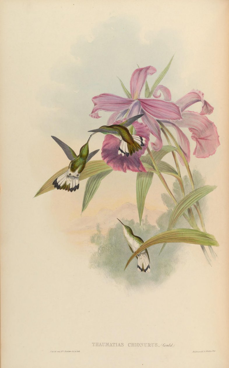 Thaumatias chionurus = Elvira chionura - John Gould