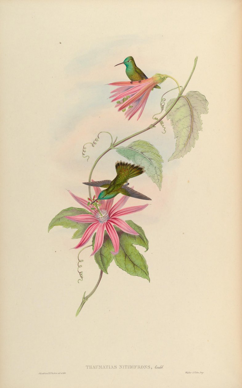 Thaumatias nitidifrons = Amazilia versicolor nitidifrons - John Gould