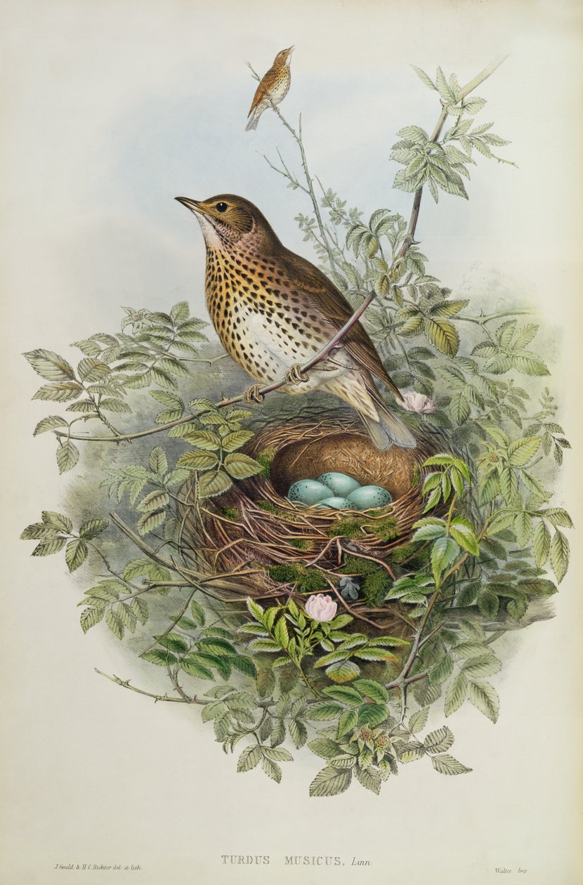 Grive, 1873 - John Gould