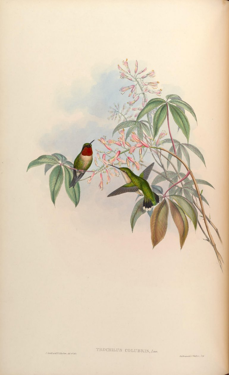 Trochilus colubris = Archilochus colubris - John Gould