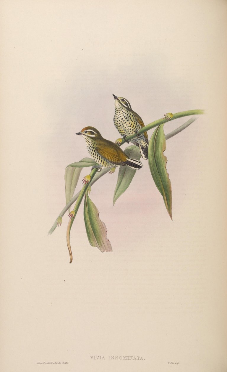 Vivia innominata = Picumnus innominatus - John Gould