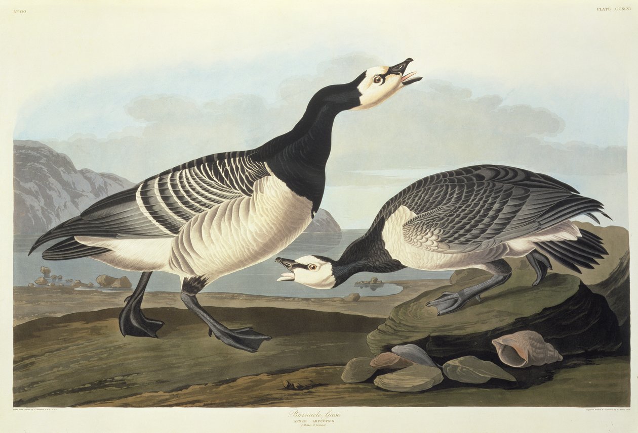 Bernaches - John James Audubon