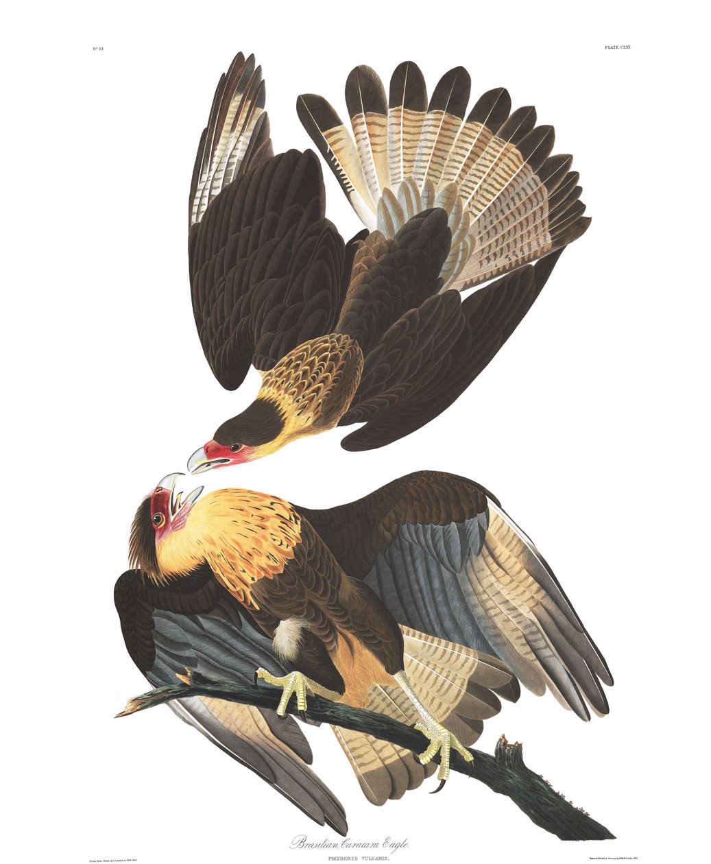 Caracara du Brésil (Polyborus vulgaris) - John James Audubon