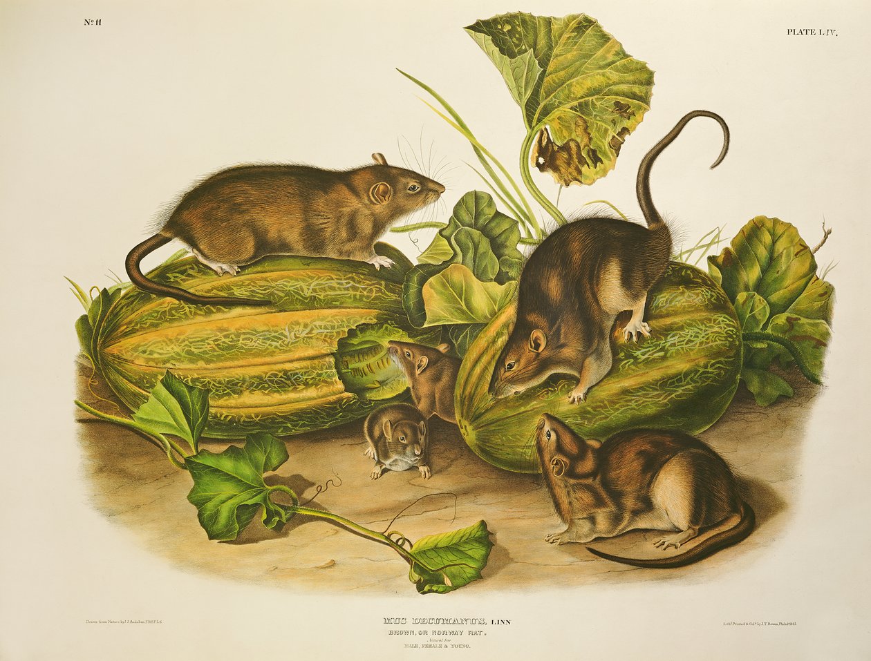 Rat brun ou de Norvège, gravé par John T. Bowen, publié en 1845 - John James Audubon