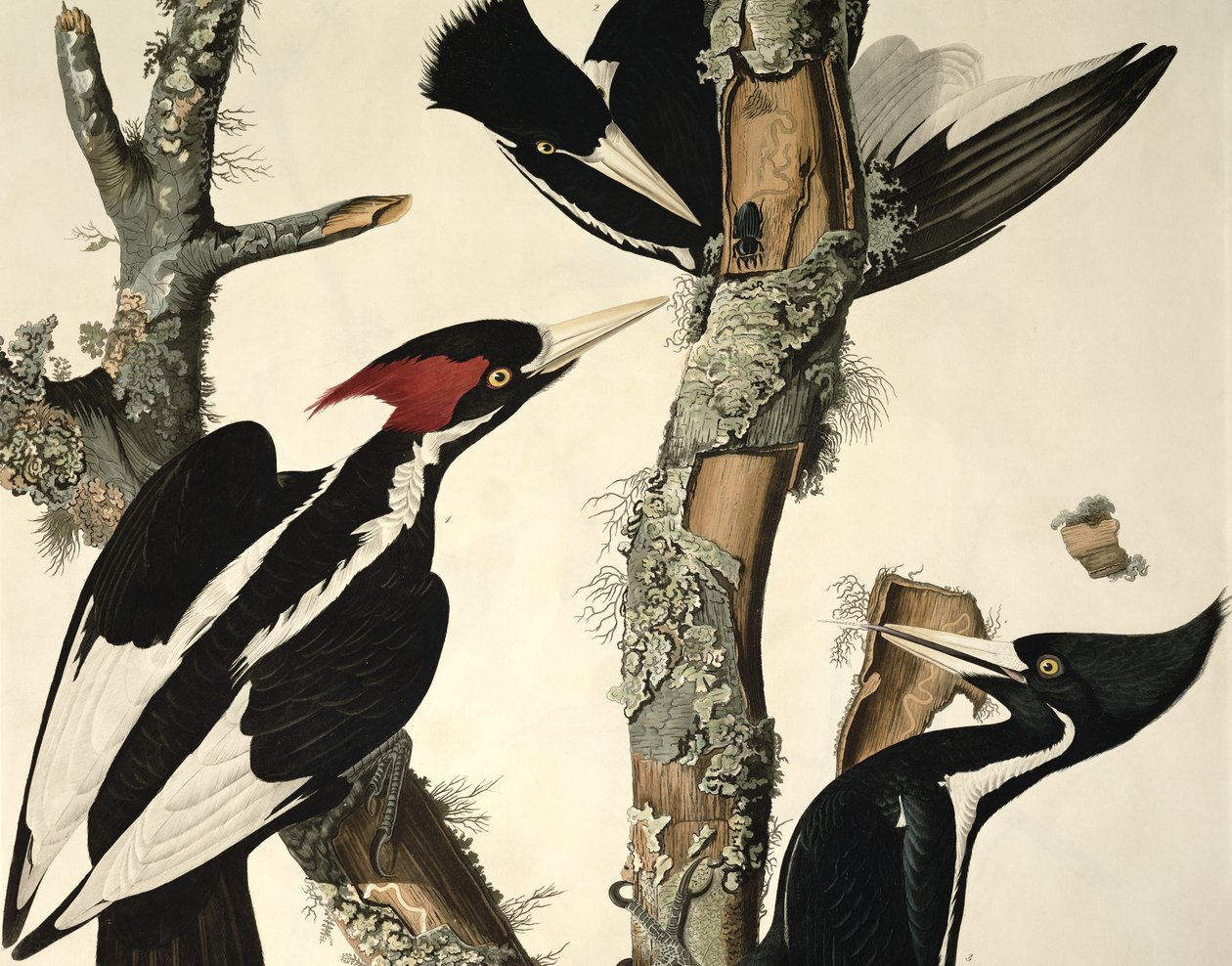 Pic à bec ivoire, de Birds of America, gravé par Robert Havell (détail) - John James Audubon
