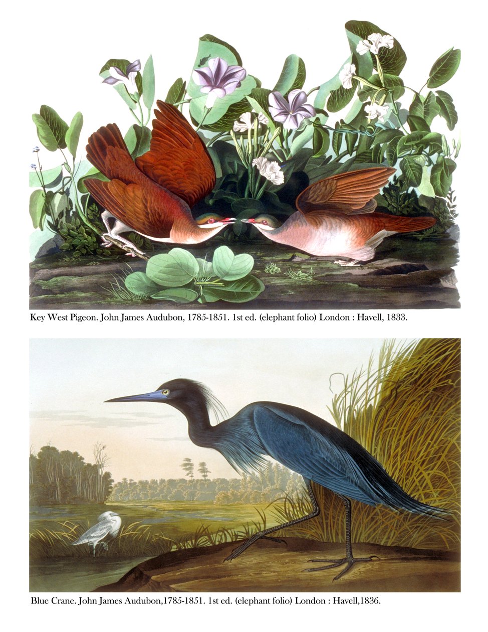 Pigeon de Key West et Grue bleue, vers 1833-36 - John James Audubon