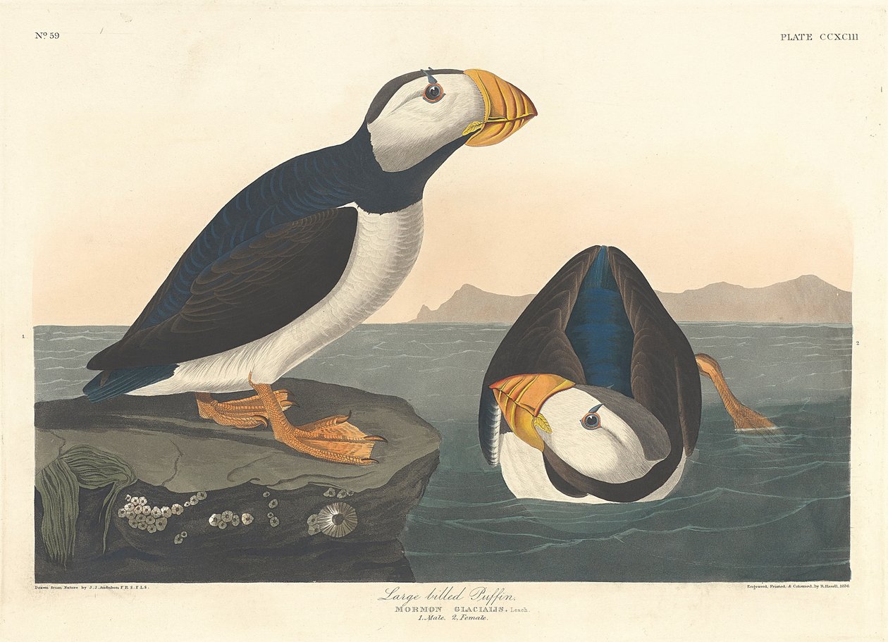 Macareux à gros bec, 1836 - John James Audubon