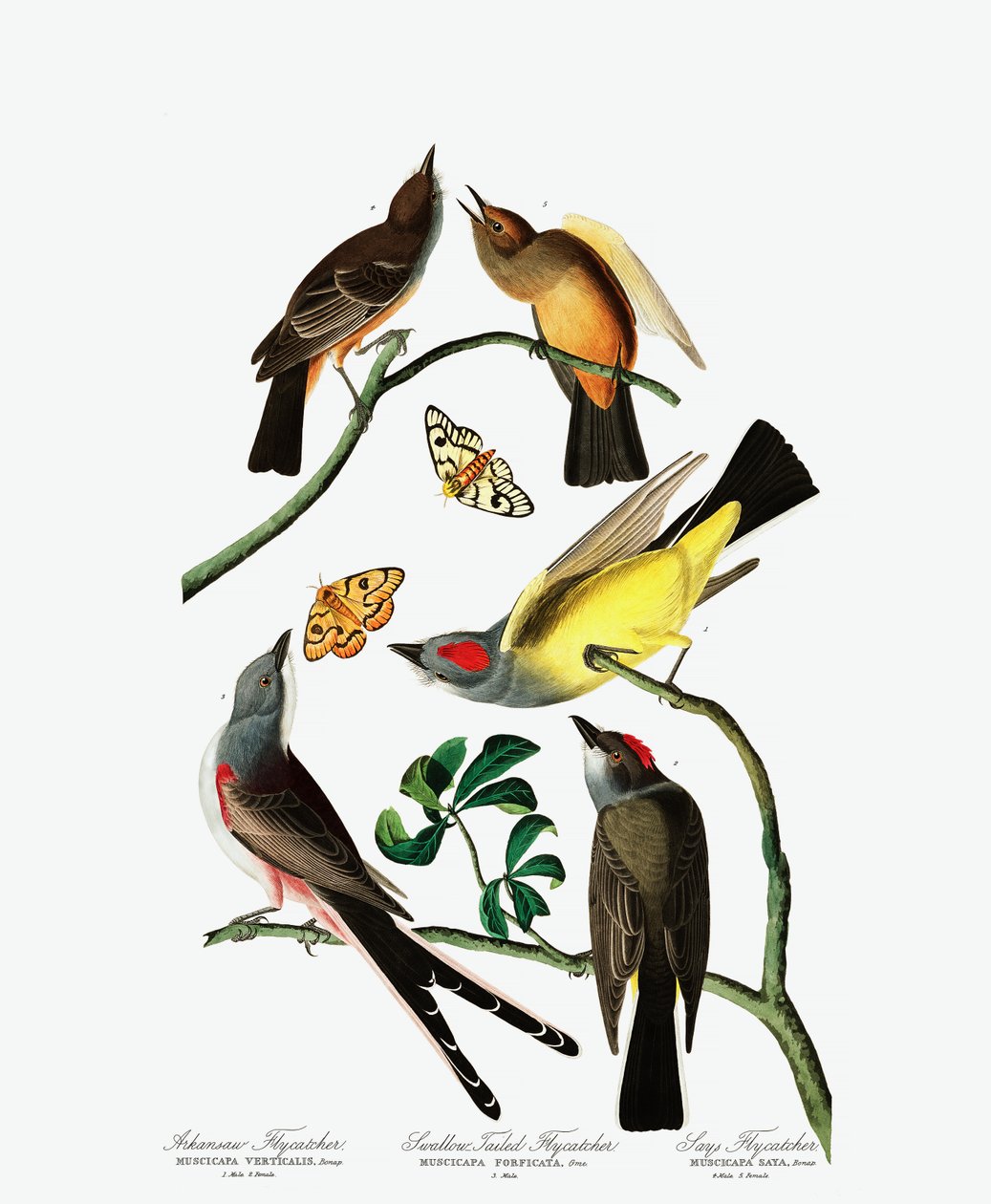 Trois variétés de moucherolle, tirée de Les Oiseaux d