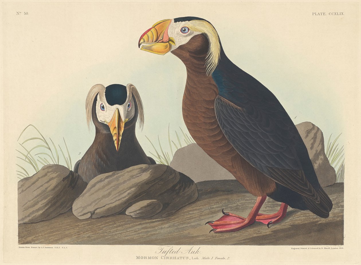 Pingouin huppé, 1835 - John James Audubon