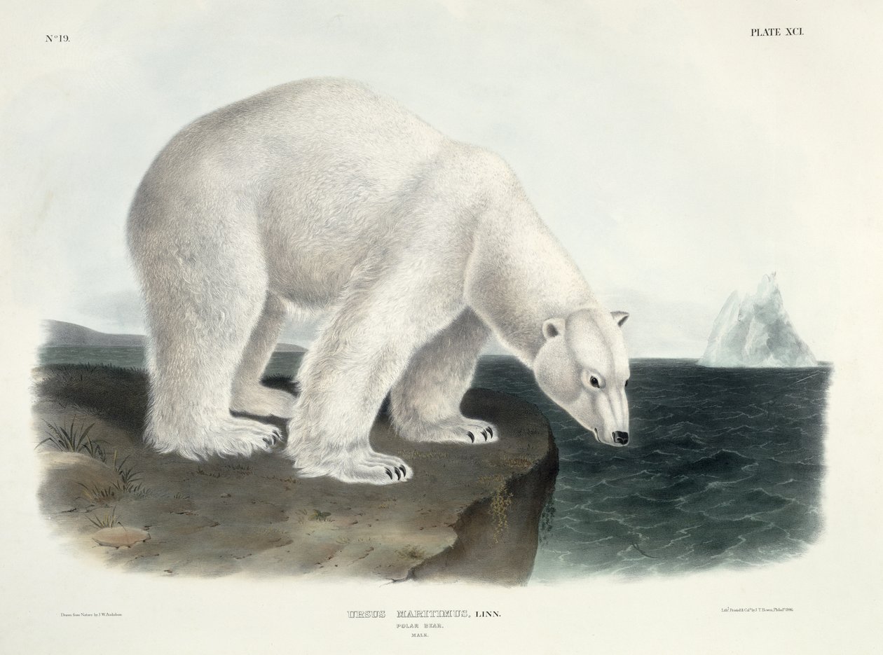 Ursus Maritimus (Ours polaire), planche 91 de 