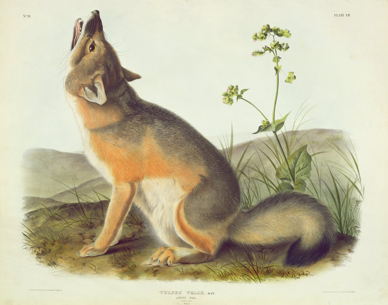 Vulpes Velox (Renard véloce), planche 52 de 