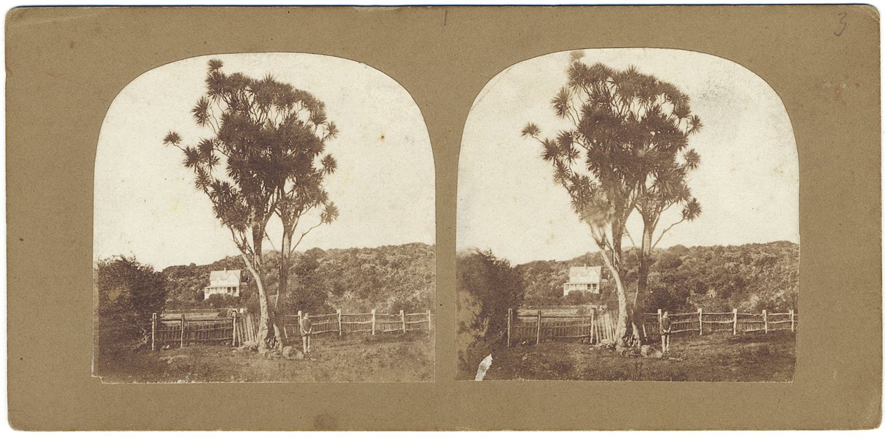 Spécimen de Ti indigène ou arbre Manuku appelé arbre à chou, Auckland, Nouvelle-Zélande - John Kinder