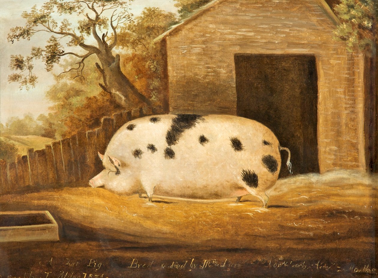 Cochon Gloucester Old Spot, 1834 - John Miles of Northleach