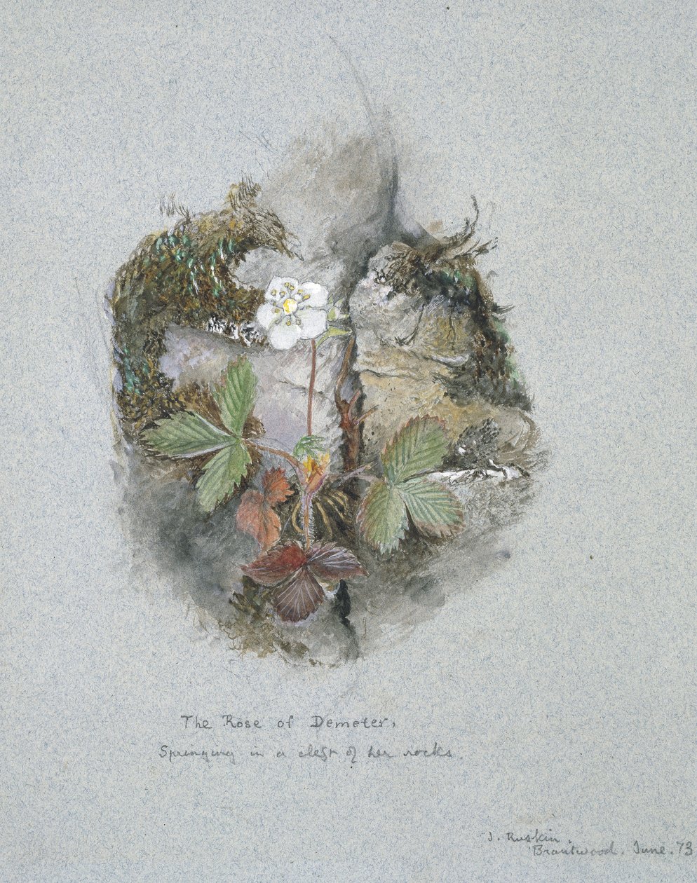 Un plant de fraise des bois, 5 - 6 juin 1873 - John Ruskin