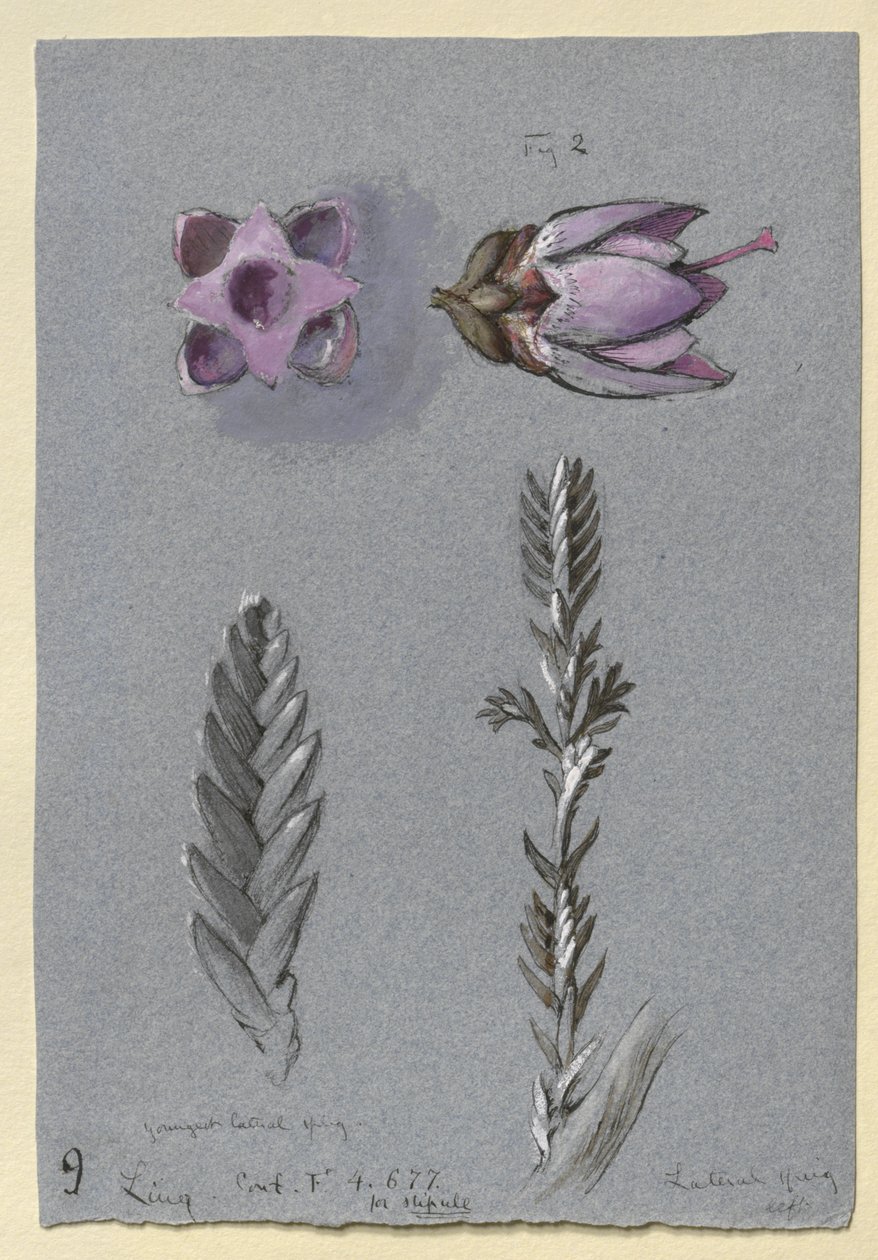 Quatre études de Ling, probablement le 14 septembre 1869 - John Ruskin