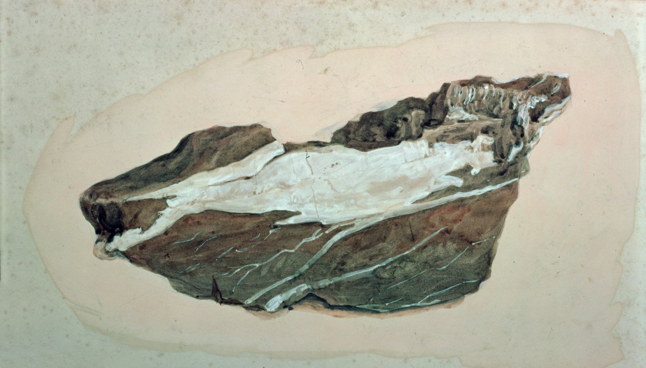 Étude de roche avec veines de quartz, 19ème siècle - John Ruskin