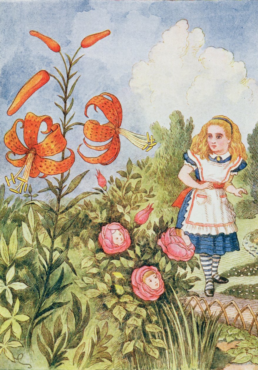 Lys tigré, de 