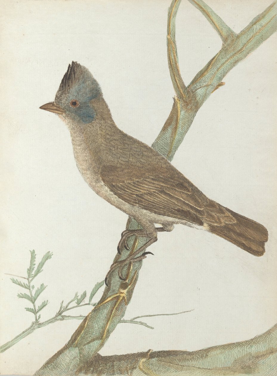 Grive huppée, Birds of New South Wales with their natural history - John William Lewin