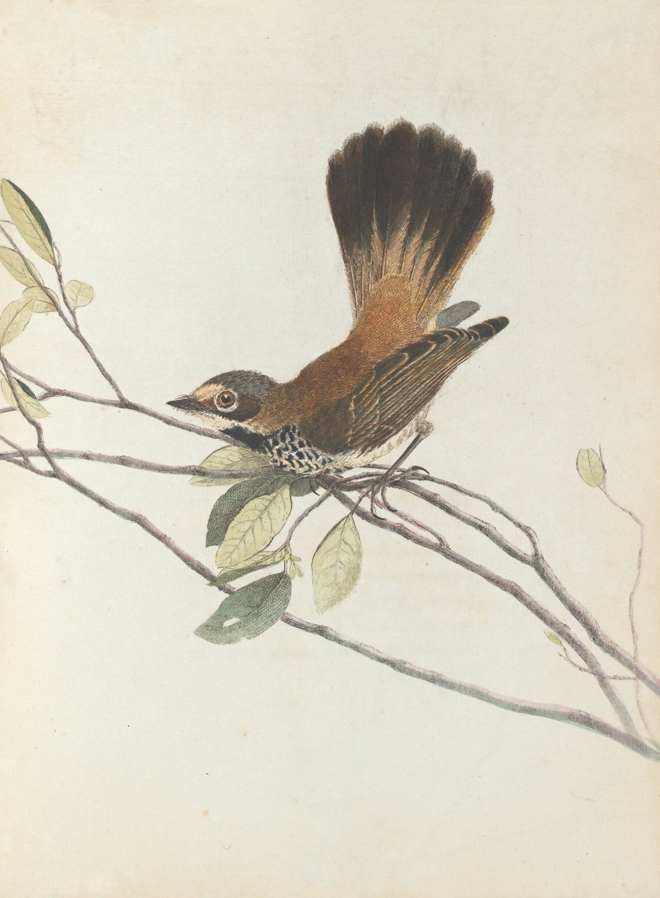 Gobemouche à croupion orange. Lewin, John. Oiseaux de la Nouvelle-Galles du Sud avec leur histoire naturelle. Sydney - G.... - John William Lewin