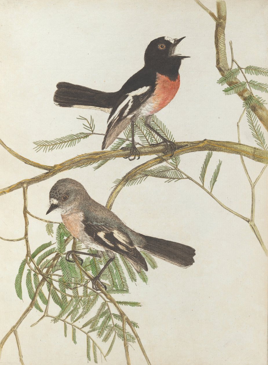 Rouge-gorge. Lewin, John. Oiseaux de la Nouvelle-Galles du Sud avec leur histoire naturelle. Sydney - G. Howe... - John William Lewin