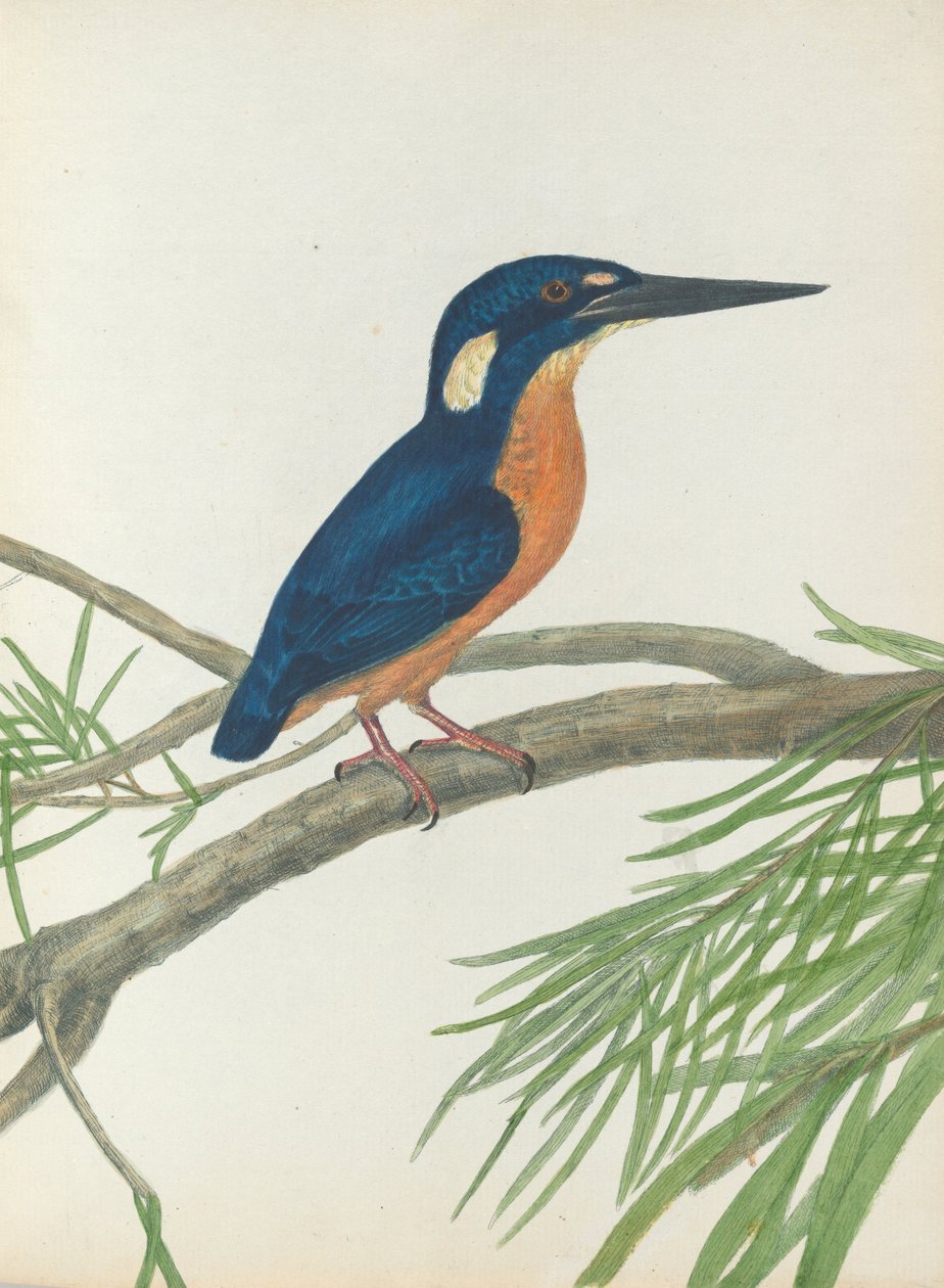 Martin-pêcheur à trois doigts. Lewin, John. Oiseaux de Nouvelle-Galles du Sud avec leur histoire naturelle. Sydney - G. Ho... - John William Lewin