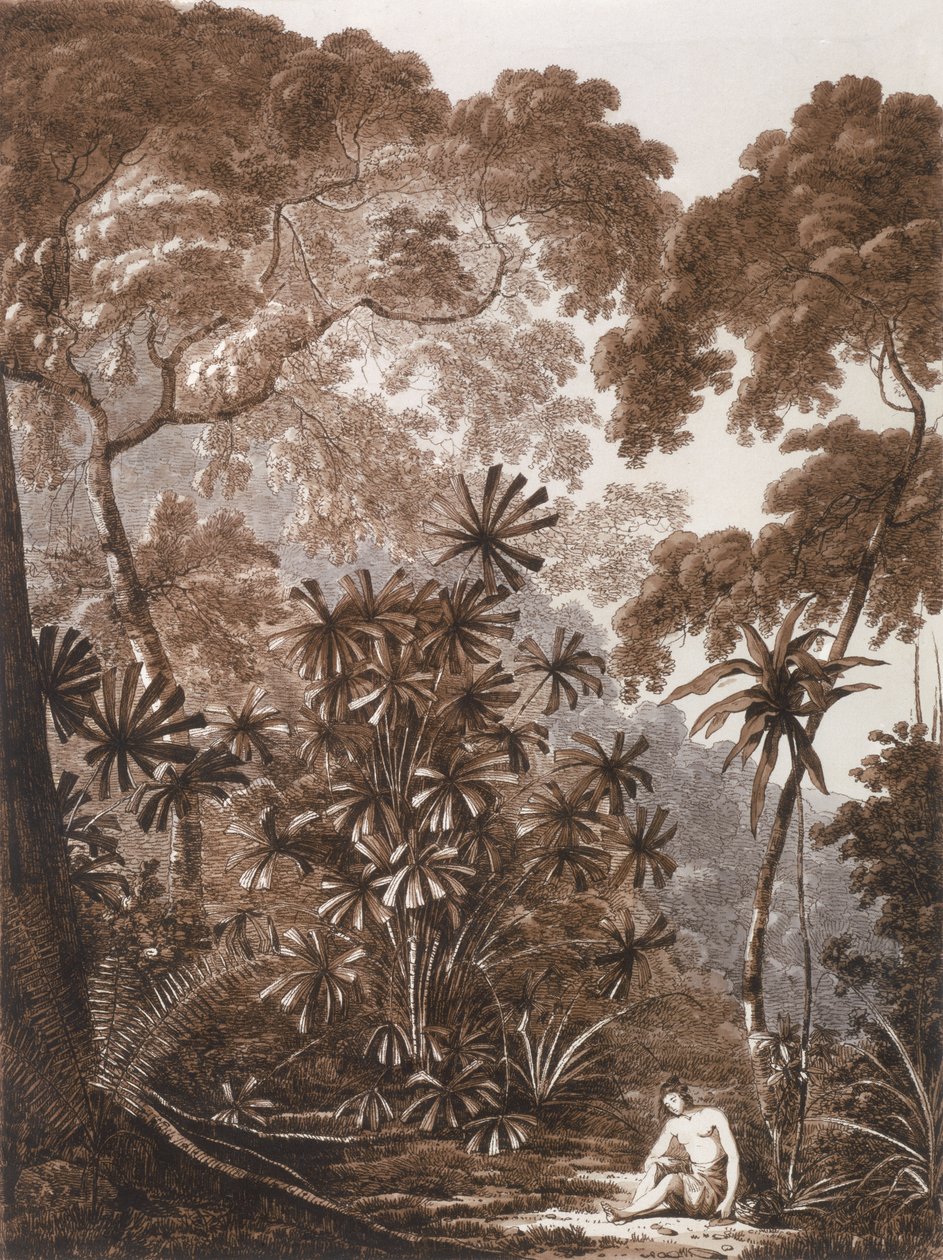 Le palmier éventail sur l
