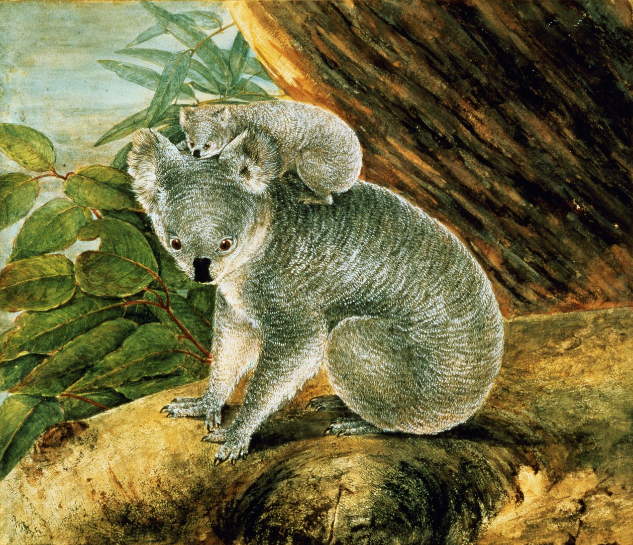 Koala et son petit, 1803 - John William Lewin
